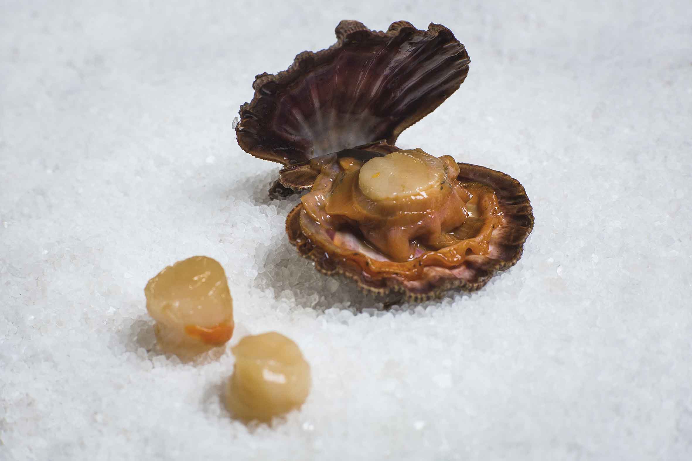 Scallop Instituto Brasil a Gosto