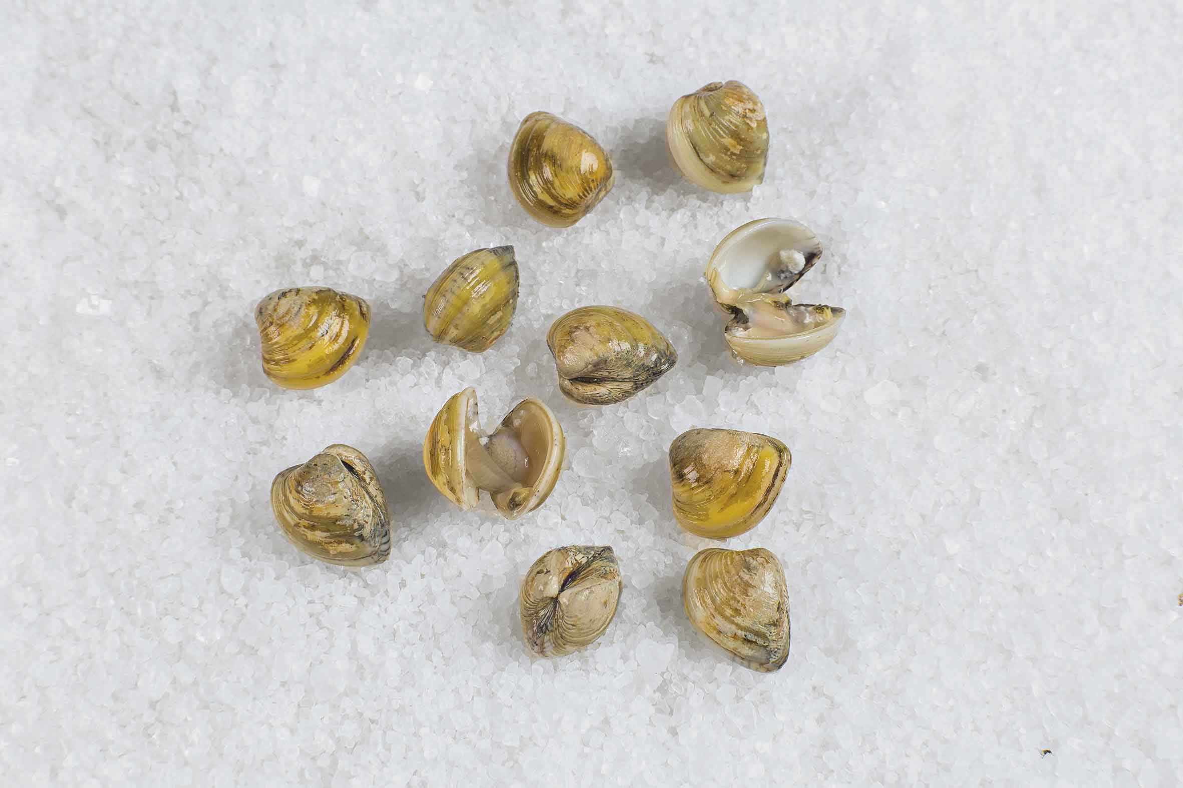 Brazilian Clam Instituto Brasil a Gosto