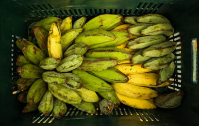 Bananas da Ação Emergencial Vale do Ribeira